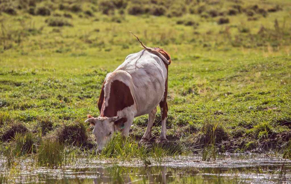 cow drinking from water